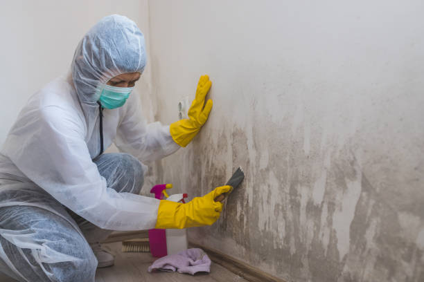 Best Crawl Space Mold Removal  in Show Low, AZ