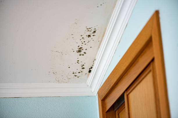 Best Residential Mold Removal  in Show Low, AZ