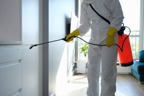 Best Commercial Mold Removal  in Show Low, AZ