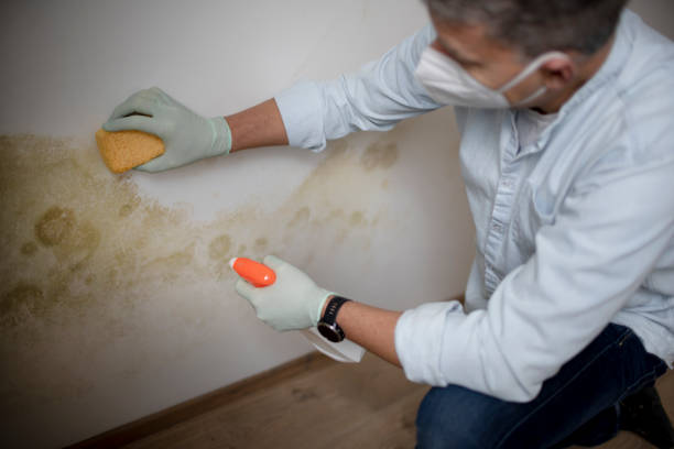 Best Mold Testing and Removal  in Show Low, AZ