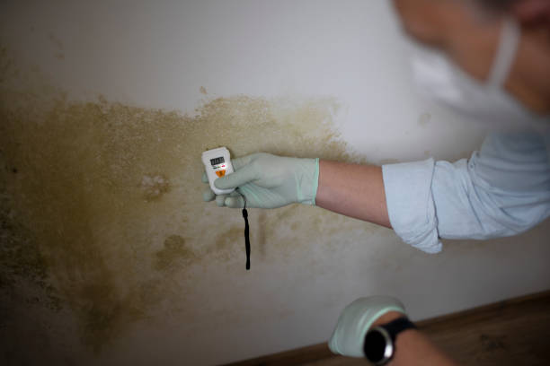 Best Mold Damage Repair  in Show Low, AZ