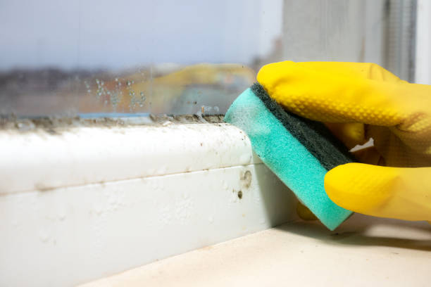 Best Office Mold Removal Services  in Show Low, AZ