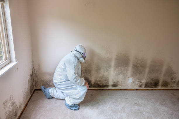 Best Mold Removal Company Near Me  in Show Low, AZ