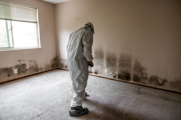 Mold Testing and Removal in Show Low, AZ