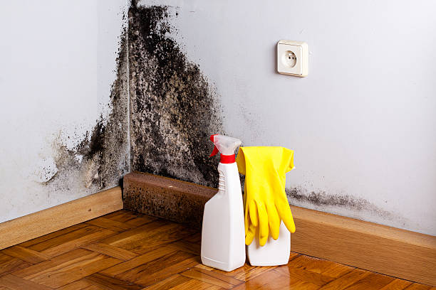 Best Mold Damage Repair  in Show Low, AZ