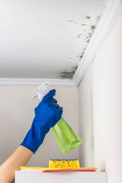 Best Mold Removal Company Near Me  in Show Low, AZ