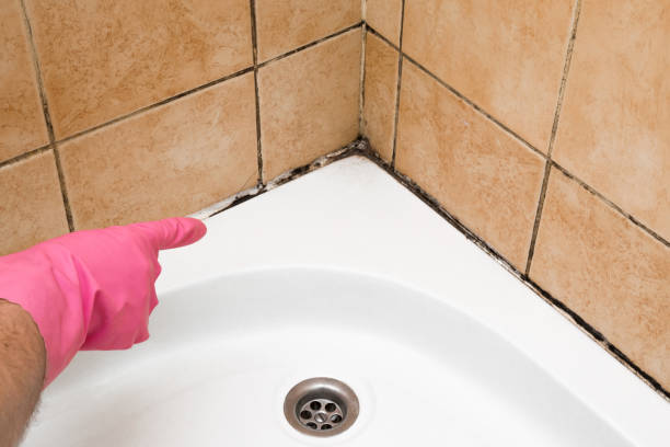 Best Professional Mold Removal  in Show Low, AZ